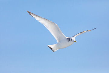 Gaviota tridáctila (Rissa tridactyla) volando sobre el Mar Mediterráneo al amanecer. Marzo, primavera, volar, libre, libertad, ave, blanca, alas, vida silvestre.