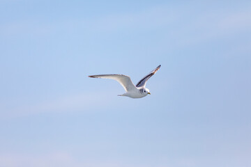 Fototapeta na wymiar Gaviota tridáctila (Rissa tridactyla) volando sobre el Mar Mediterráneo al amanecer. Marzo, primavera, volar, libre, libertad, ave, blanca, alas, vida silvestre.