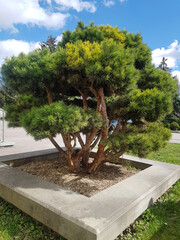 Bonsai pine tree in the park. Plant for landscaping the garden