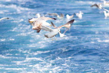 Gaviota patiamarilla (Larus michahellis) volando sobre el Mar Mediterráneo al amanecer. Fauna, primavera.