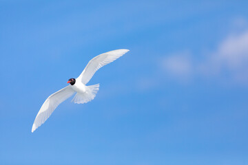 Gaviota cabecinegra (Larus melanocephalus) volando sobre el Mar Mediterráneo al amanecer. Soleado, primavera, libertad, ave, blanco, blanca, fauna, cielo azul, solitario, uno.