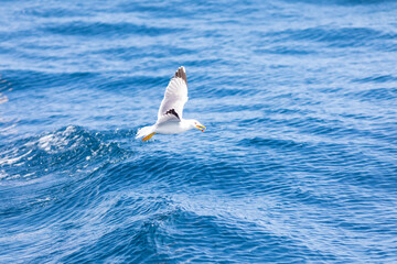 Gaviota patiamarilla (Larus michahellis) volando sobre el Mar Mediterráneo al amanecer. Fauna, primavera.