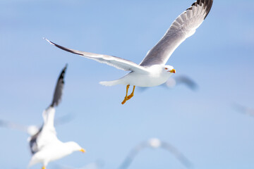 Gaviota patiamarilla (Larus michahellis) volando sobre el Mar Mediterráneo al amanecer. Fauna, primavera.
