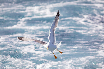 Gaviota patiamarilla (Larus michahellis) volando sobre el Mar Mediterráneo al amanecer. Fauna, primavera.