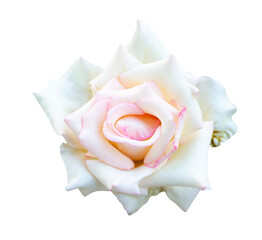 closeup of one pink and white rose fresh blossom beauty flower on an isolated background.