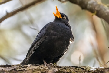 Common blackbird singing
