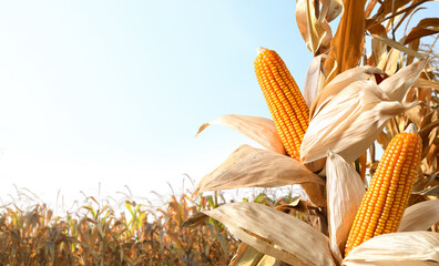 Dried corn cobs in corn field.