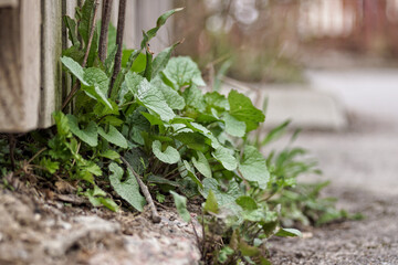 plant in the ground