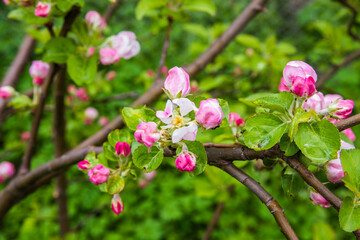 The apple tree is blooming. Spring gently pink flowers of an apple-tree.