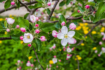 The apple tree is blooming. Spring gently pink flowers of an apple-tree.