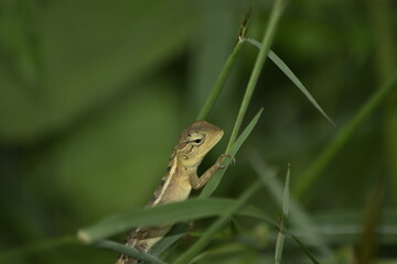 frog on a leaf