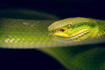 White-lipped Tree Viper closeup