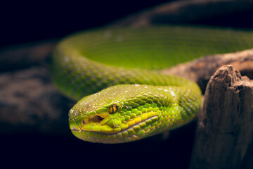 Green snake closeup, White-lipped Tree Viper