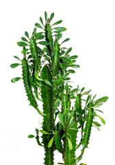 Fashion Green Cactus white background. Trendy tropical cacti plant close-up, creative Style.