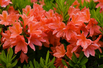 Japanese rhododendron ( lat. Rhododendron molle subsp. japonicum ) is a deciduous shrub in garden