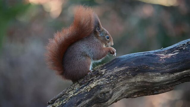 Red squirrel sitting on a dead branch eating sunflower seeds,  portrait, european red squirrel, december, north rhine westphalia, (sciurus vulgaris), germany