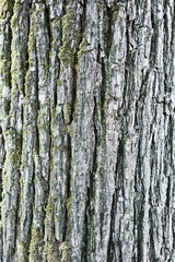 Texture of a tree bark