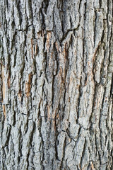 Texture of a tree bark