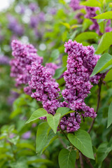 Blooming lilac branches sort Paul Hariot in the park. Spring concept. Lilacs bloom beautifully in spring.