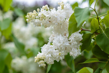 Blooming whtie lilac branches in the park. Spring concept. Lilacs bloom beautifully in spring
