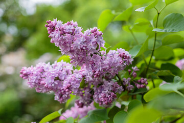 Blooming lilac branches in the park. Spring concept. Lilacs bloom beautifully in spring