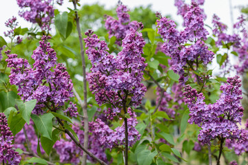 Blooming lilac branches in the park. Spring concept. Lilacs bloom beautifully in spring