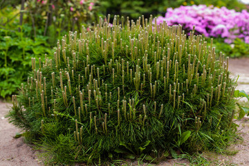 European dwarf pine mughus , or Zherep, or mountain pine ( lat. Pinus mugo ) is a coniferous plant