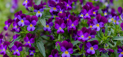 Violet tricolor, or pansies ( lat. Viola tricolor ) - herbaceous annual or biennial (occasionally...