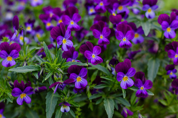 Violet tricolor, or pansies ( lat. Viola tricolor ) - herbaceous annual or biennial (occasionally perennial) plant