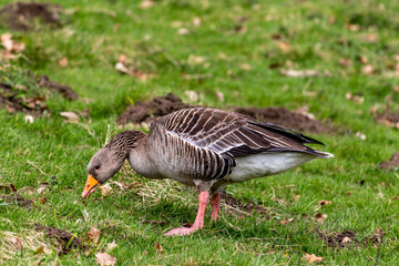 goose on the grass