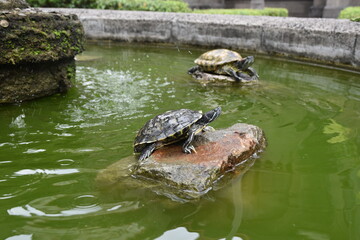 turtles in the water