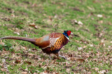 pheasant male in the field