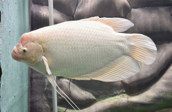 A closeup picture of an white coloured gaint gourami fish in aquarium.