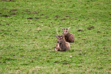 Deer in the grass