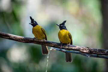 Selective focus of a small bird is perched on a branch. In the peaceful natural forest.