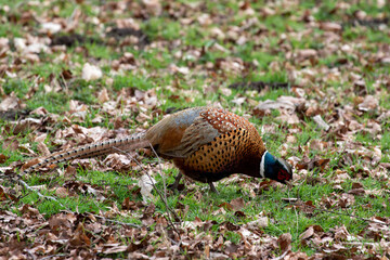 pheasant on the ground