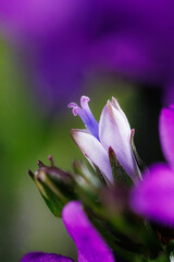 Macro photography of a Ambella bellflower