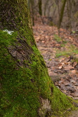 moss in the forest