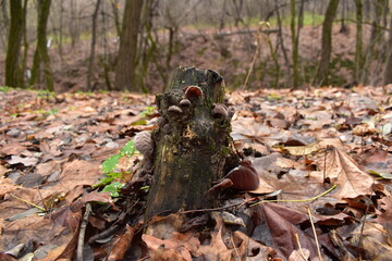 moss in the forest