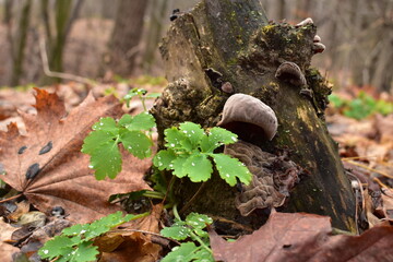 wood