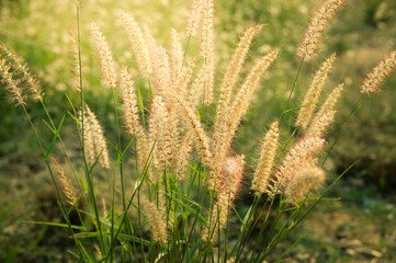 Flowering grass on out door location.