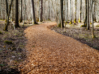 forest view landscape, trees and moss growing on tree trunk and bark, walking path made of wood...