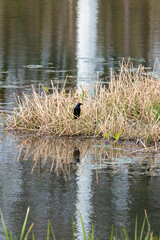 Common Grackle on Peninsula 