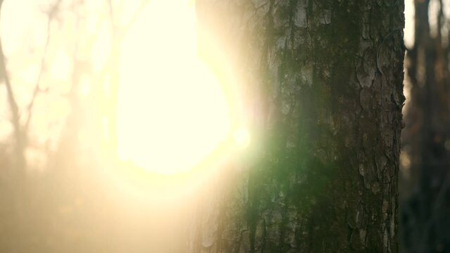 The sun is shining through the trees in the forest