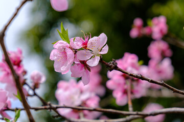 ピンクの桜