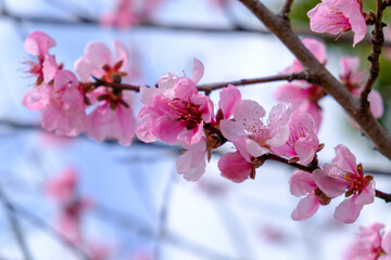 ピンクの桜