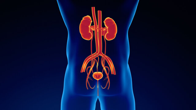 "Urinary System"-Bilder: Stock-Fotos & -Videos. | Adobe Stock