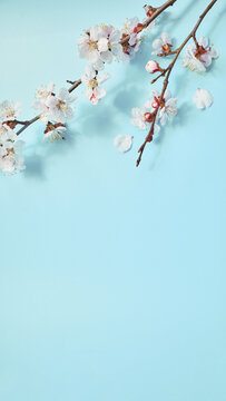 Fototapeta photo of spring white cherry blossom tree on pastel blue wooden background, banner. View from above, flat lay
