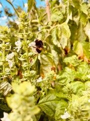 bourdon dans végétation en été pollinisation