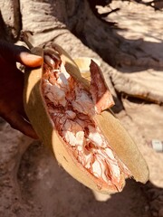 pain de singe, baobab fruit. au sénégal